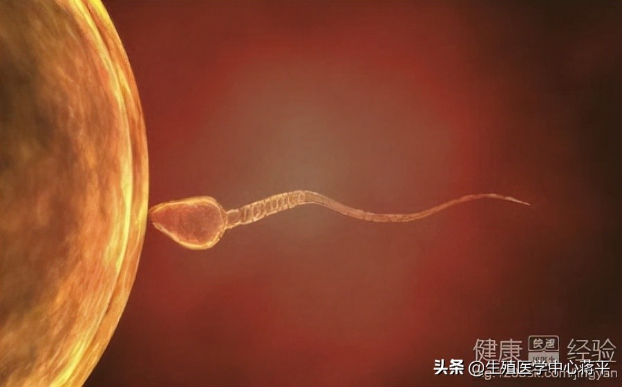 长时间不育,不妨试试“经济、简便、安全、无创”的人工授精