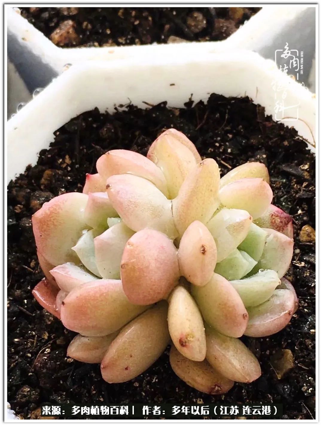 我若不弃，愿你不负我所期