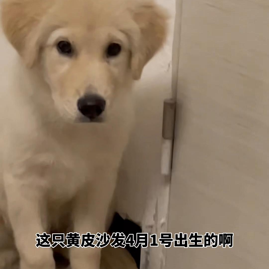 总结一下黄皮沙发还喜欢的可以联系我#金萨狗狗