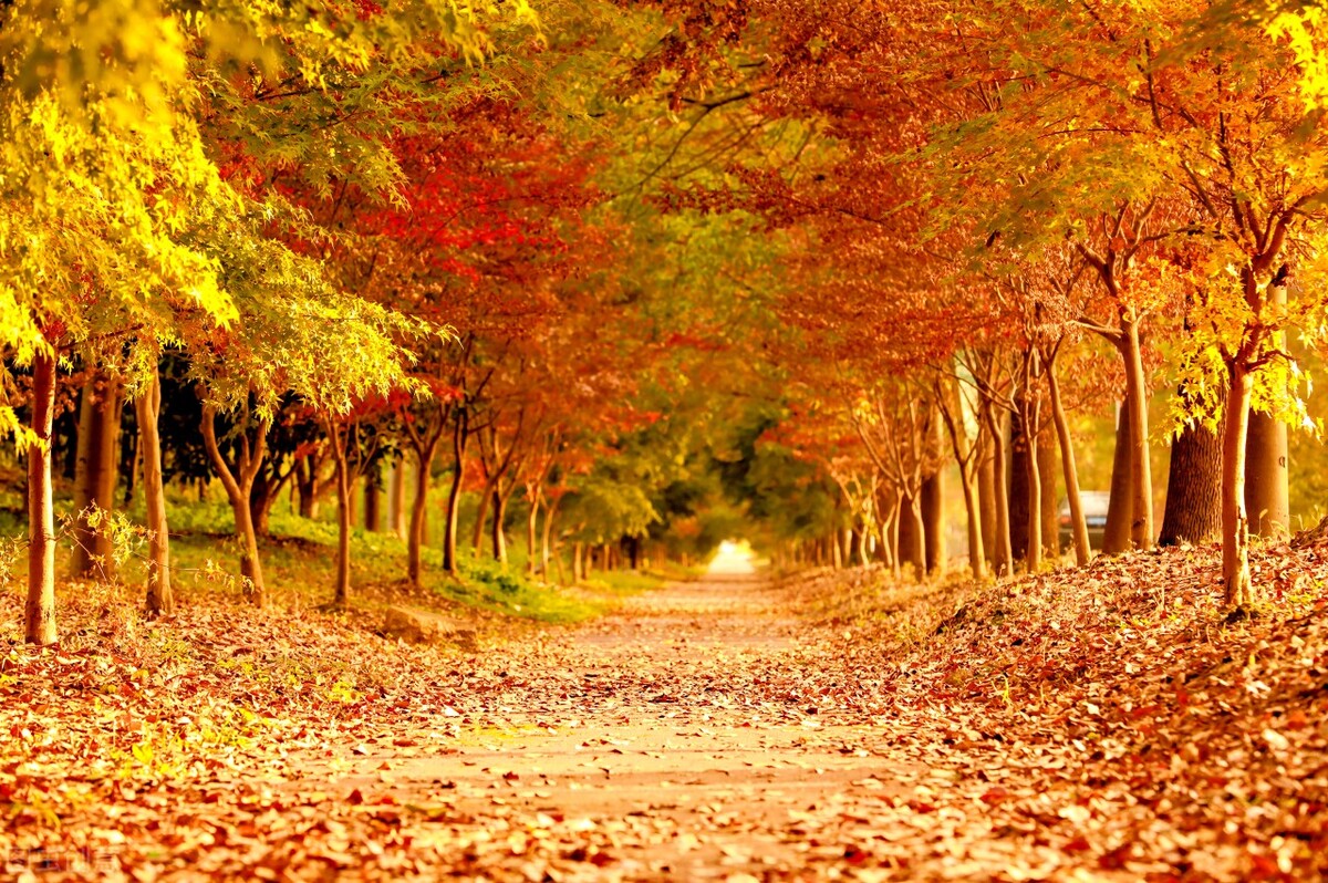 秋日上海好去处,上海秋日风景