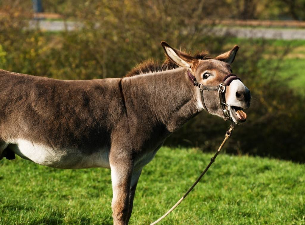 为什么马永远无法取代驴子的地位,马和驴各有什么特点