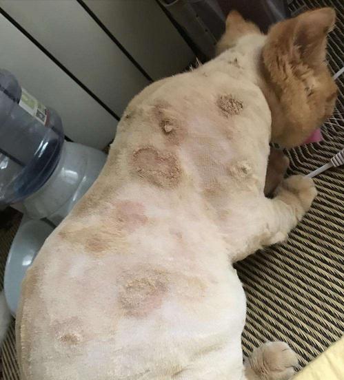 猫咪一有皮肤病我脸上就起疙瘩,猫咪身上的皮肤病没好能洗澡吗