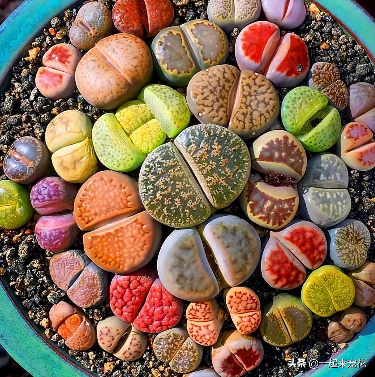 公认好养的4种多肉植物,多肉的潜力股有哪些