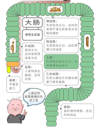 久坐便秘一招解决,便秘就没有办法根治了吗