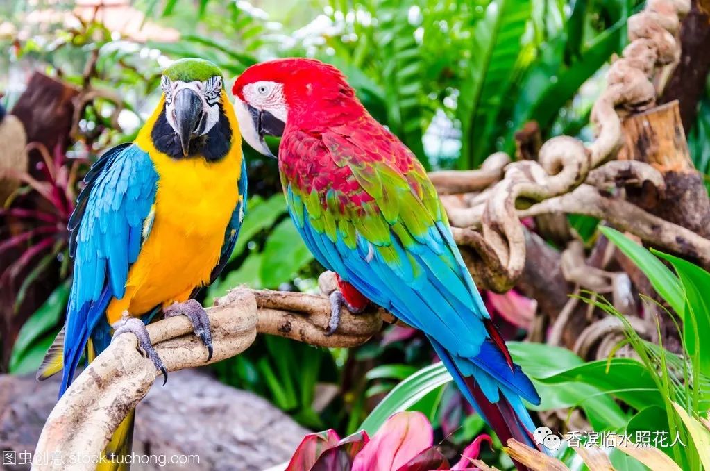 五年级我的心爱之物讲解,五年级我的心爱之物课文写玩具熊