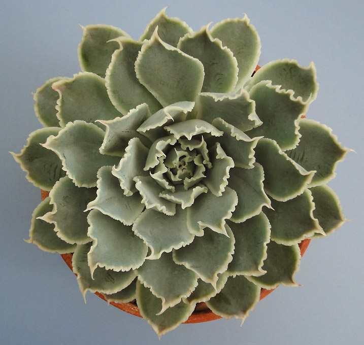 十二卷多肉的品种图鉴,100种多肉植物图片大全