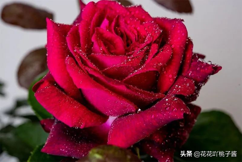 耐阴的月季花品种推荐,抗晒花不散的四季开花月季