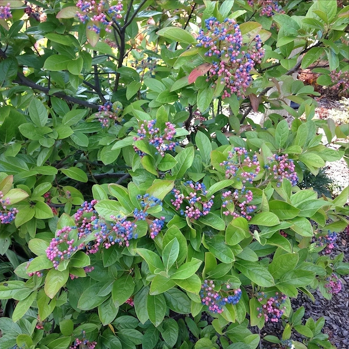 小庭院种植什么灌木好,适合阳台庭院灌木
