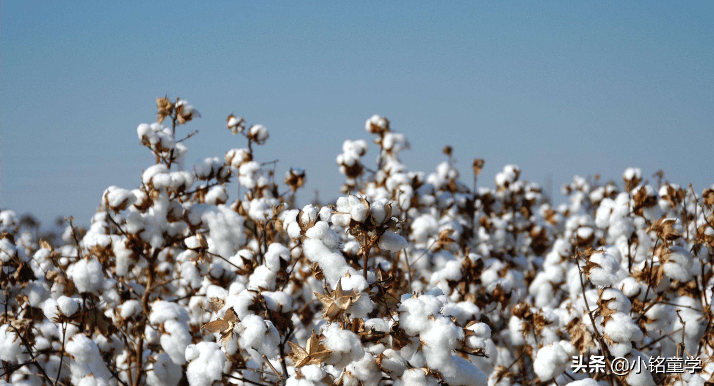 各种棉t恤为何质量参差不齐教你,t恤纯棉好还是70%棉的好