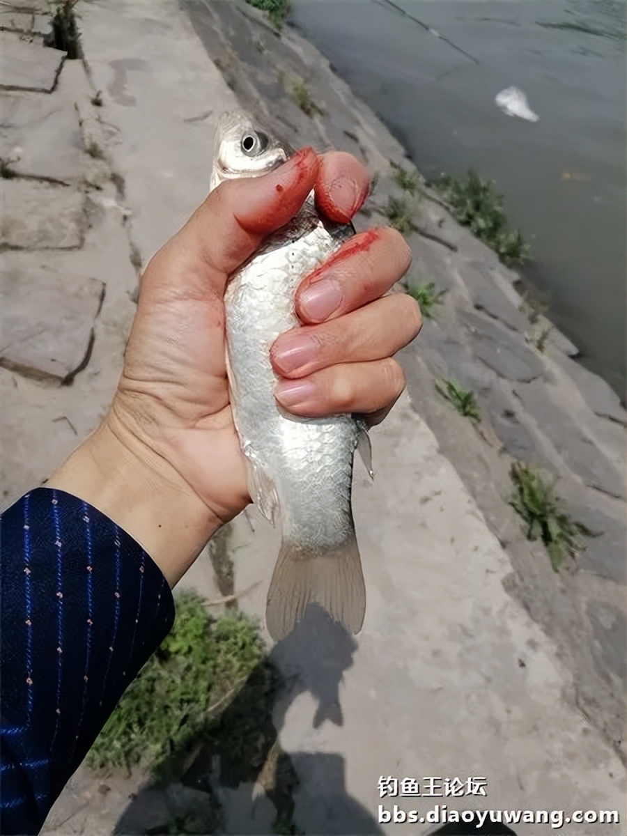 钓鱼王饵野钓破百尾