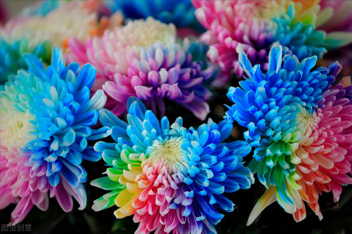 一花一世界一叶一花一菩提,春天来了一花一世界一叶一菩提