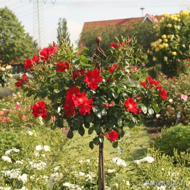 通过adr认证的月季品种,奥古斯塔路易斯月季是adr认证吗