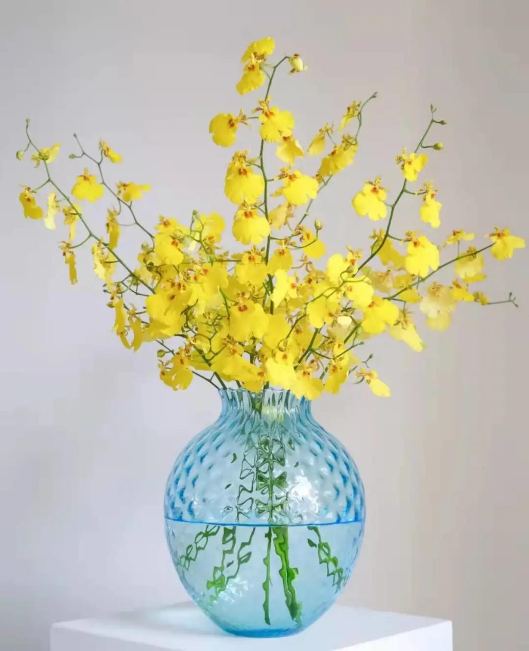 快来看看，兰花的世界真奇妙|壹木星球No.14