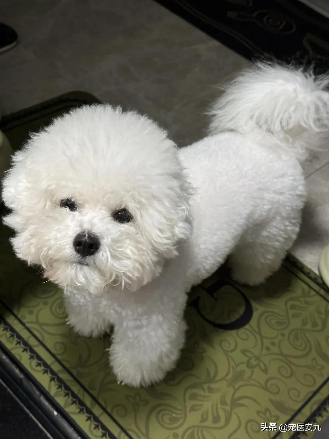 狗狗癫痫发作数次是不是安乐死,狗狗得了癫痫是不是会越来越傻