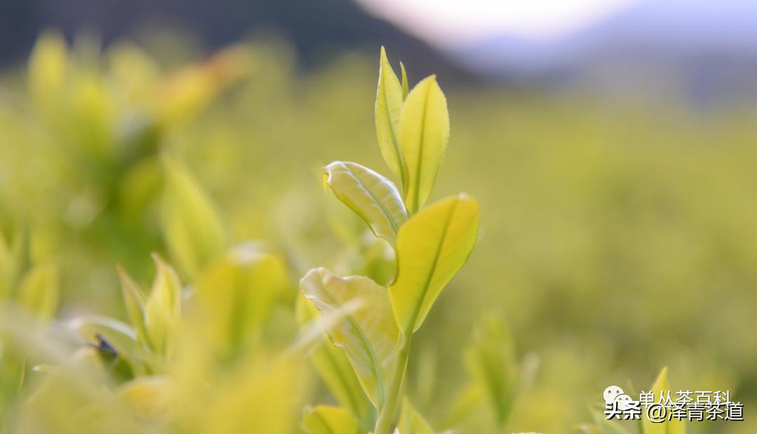 了解一下凤凰单丛,了解凤凰单丛