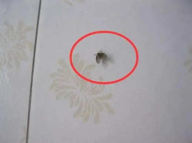 杀卫生间的小飞虫用什么药,彻底消灭卫生间小飞虫办法