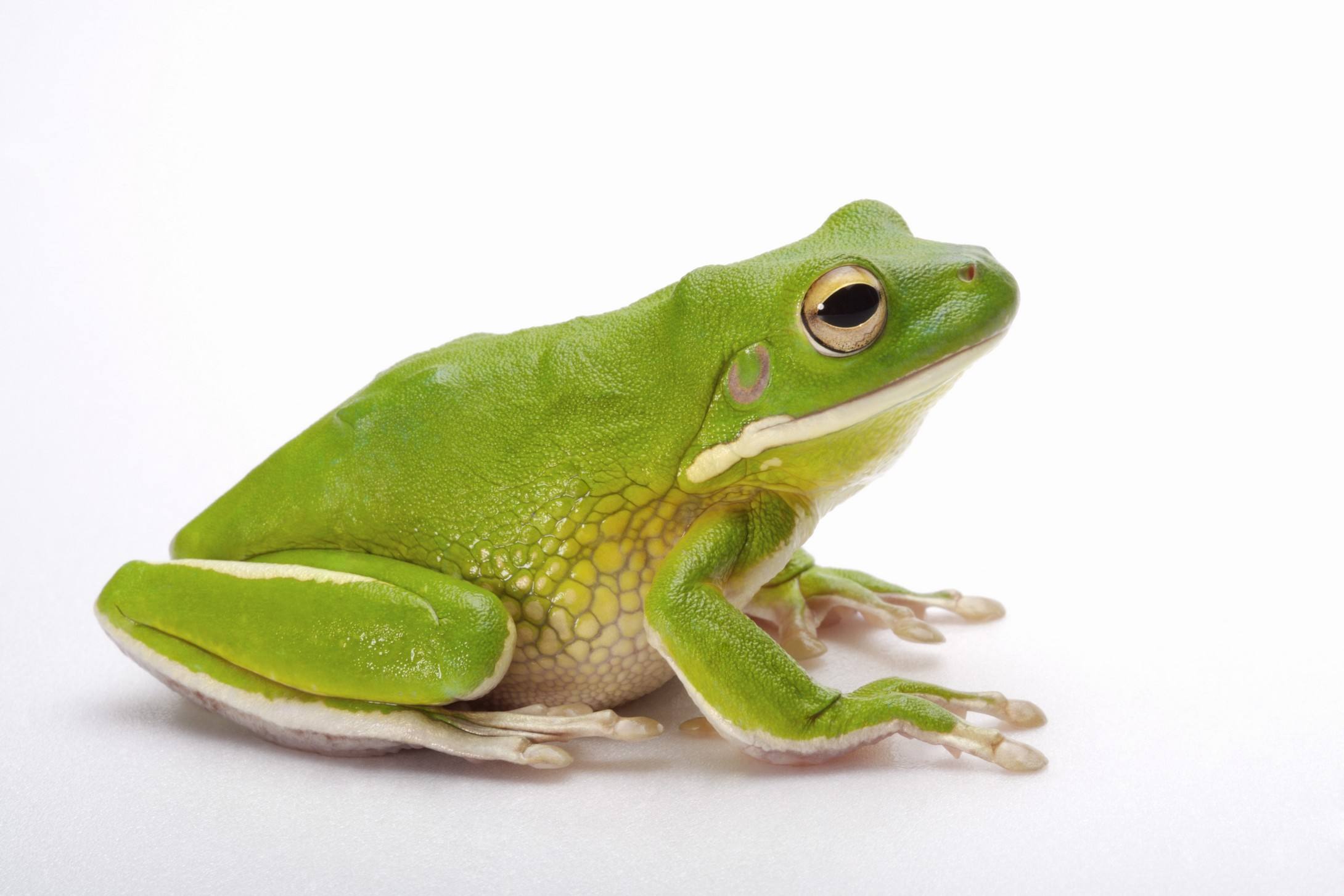 十年不吃不动还能存活的动物,可能还幸存的十大动物