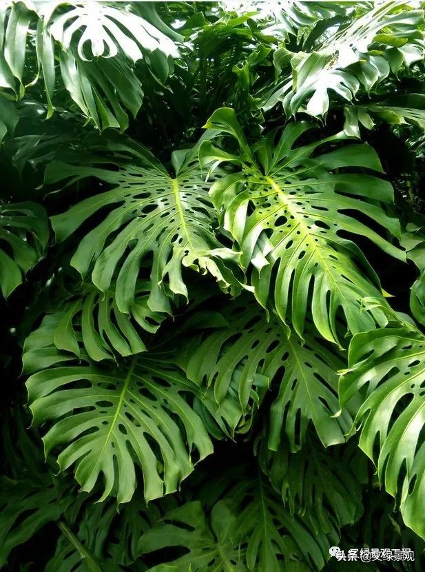 室内植物墙哪些类型植物合适,适合做绿植墙的常绿植物