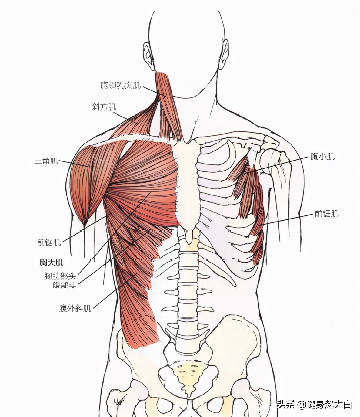 胸部和肩部训练,上胸和肩部分离度训练