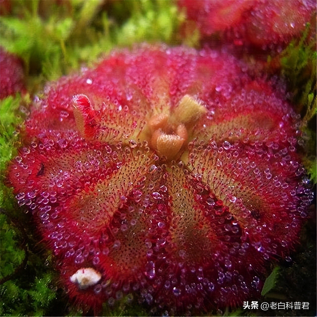 九种有趣的食肉植物,世界十大食肉植物排名