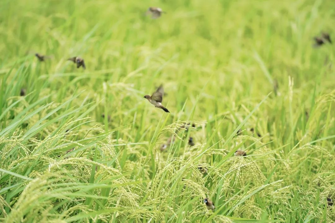 麻涌国庆游玩好去处,麻涌周末去哪玩