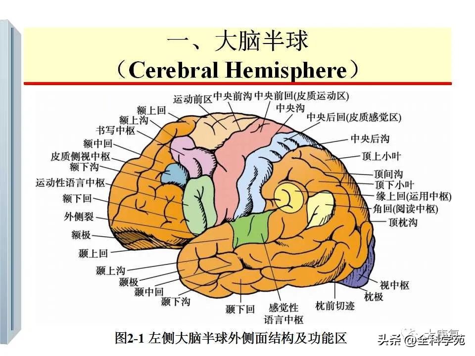 神经系统的影像与解剖定位,最全神经解剖图