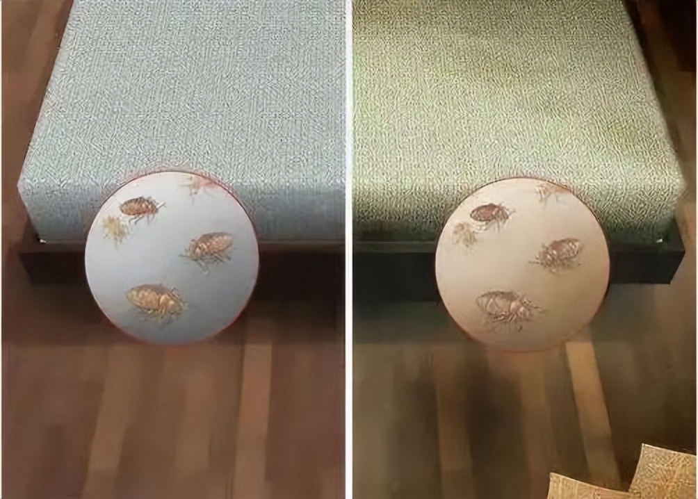 房间有床虱买什么杀虫剂,被床虱跳蚤臭虫咬了是什么症状