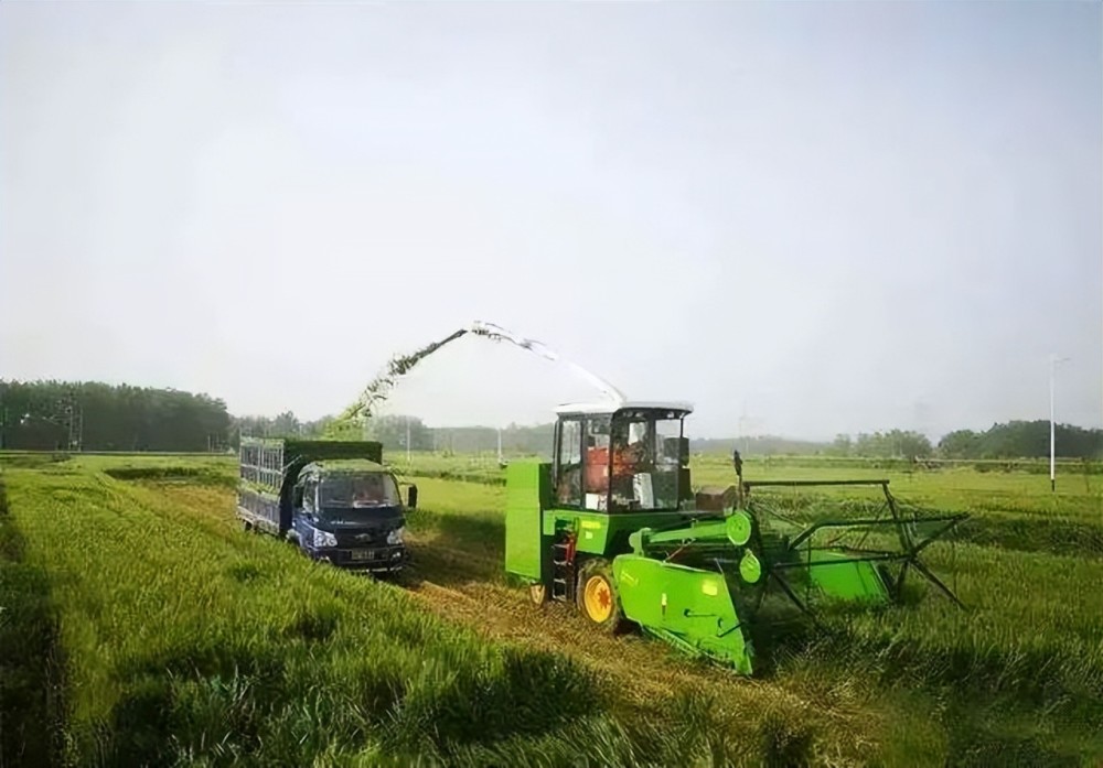 高价诱导小麦青储1亩涨到2000，农民愿意卖吗？多地严禁割青毁粮