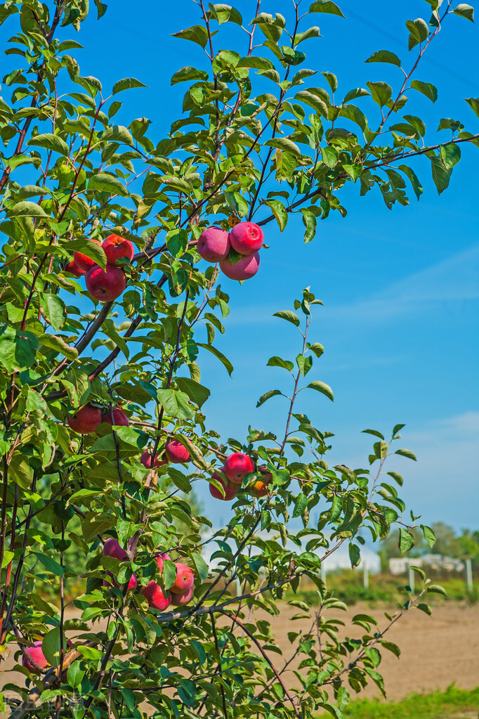 为何不建议在网上购买果树苗木？千万别再糟蹋钱