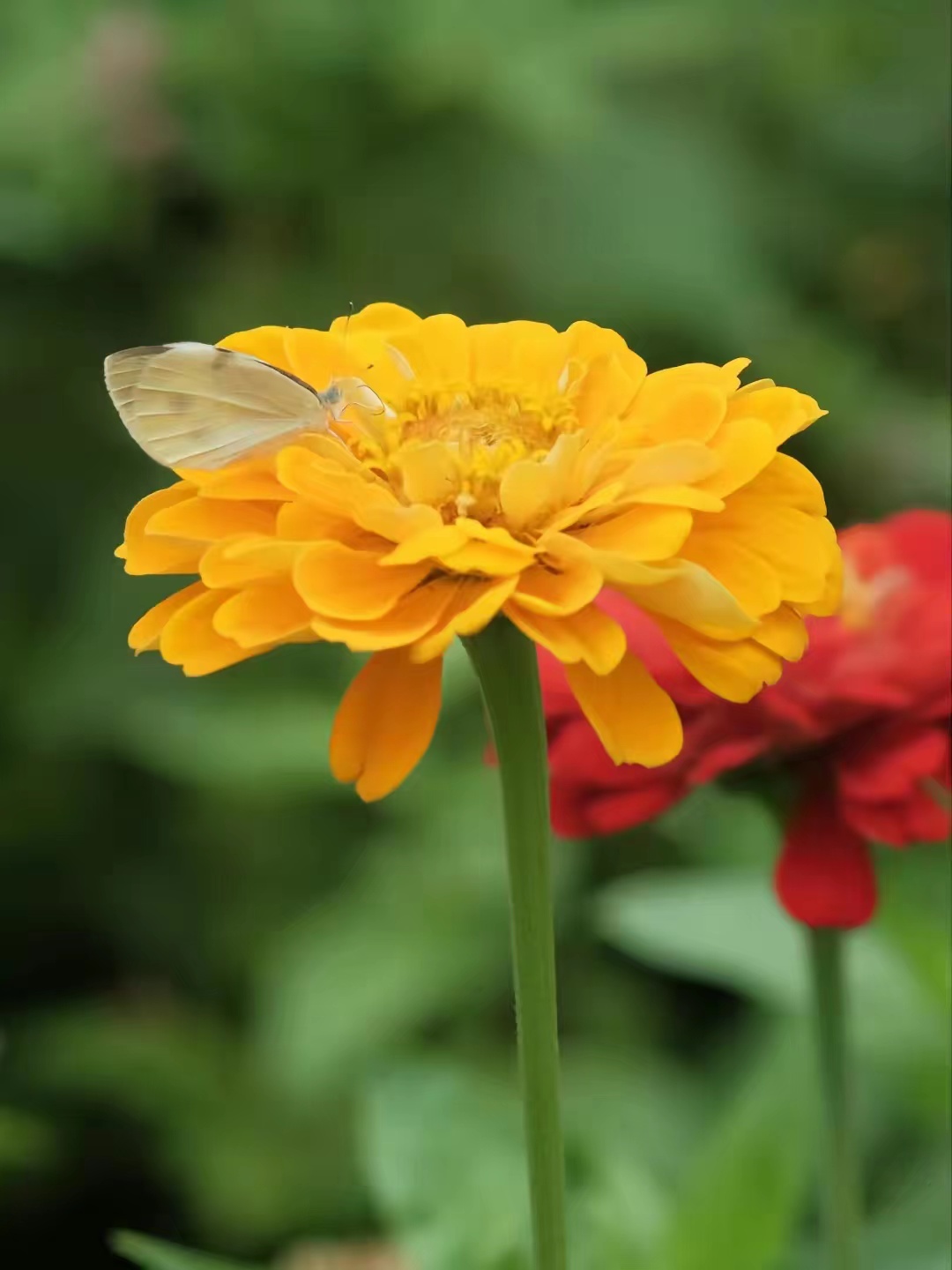 富士长焦镜头55-200拍视频怎么样,富士长焦镜头100-400多少钱二手