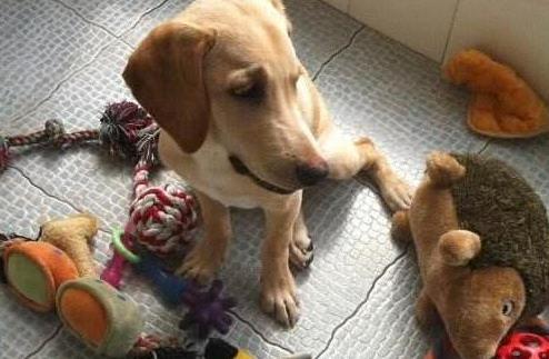 狗狗晚上老是叫怎么训练,狗狗黑眼圈是什么原因