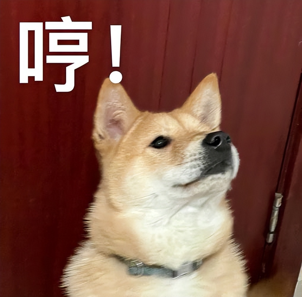 什么狗聪明听话又好养有安全感,狗有哪些特征就是一条好狗