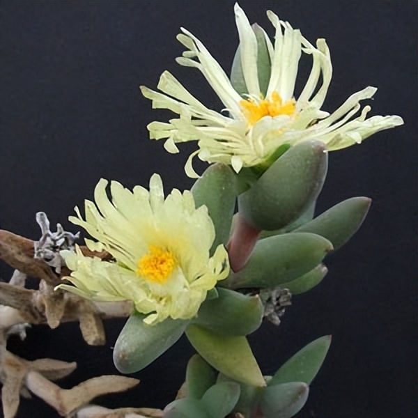 102个大类近500个多肉植物图片，都极其美丽，建议在家中也养一盆