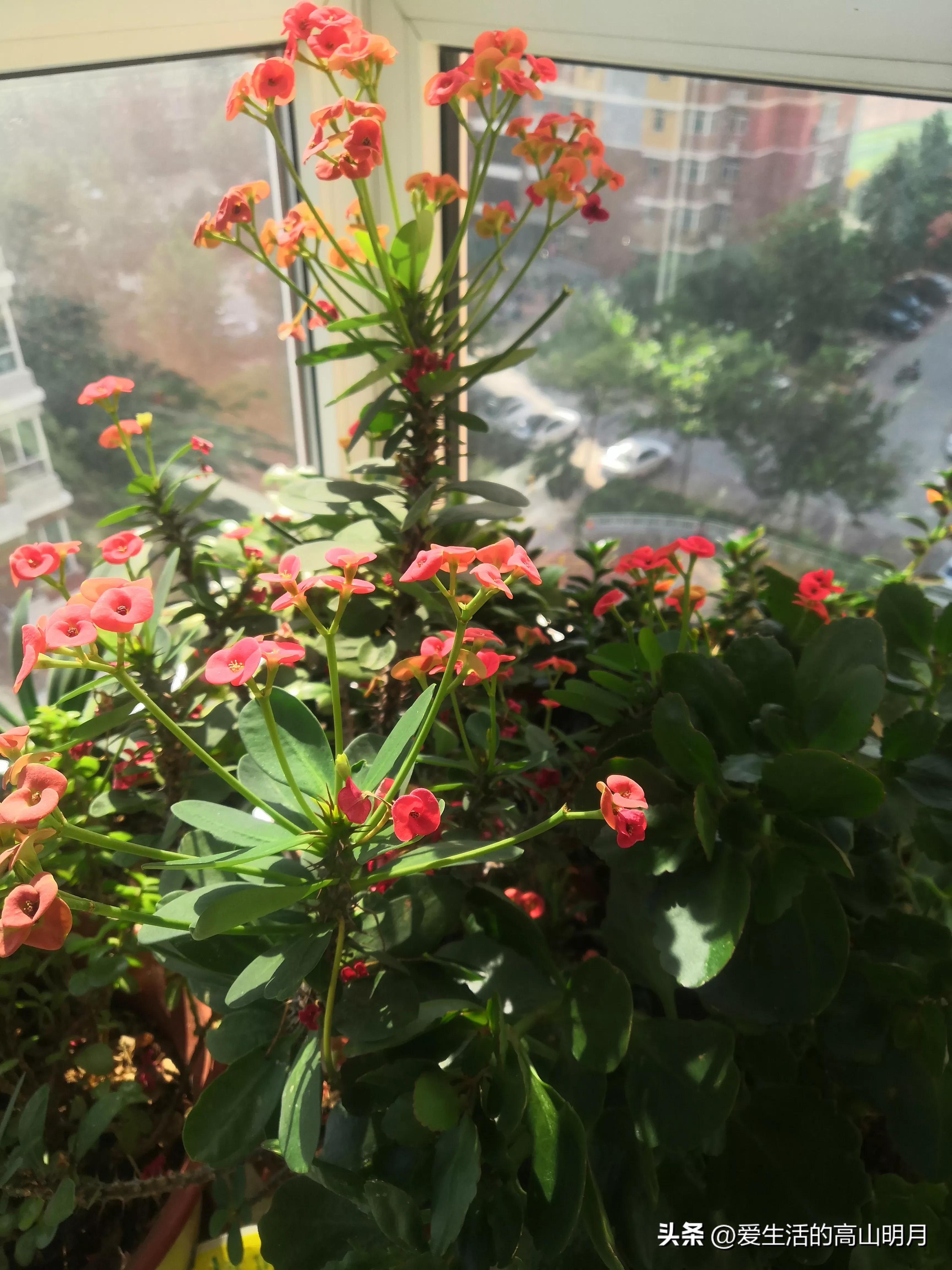 忏悔小说,悔过小说短文