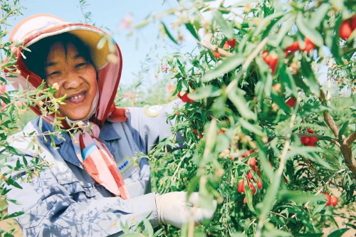 宁夏枸杞哪个牌子正宗,宁夏枸杞一览表