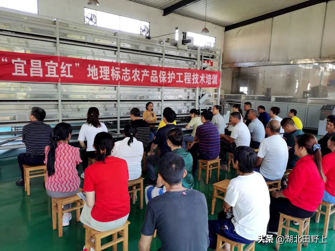 陆羽茶产业,陆羽文化茶产业