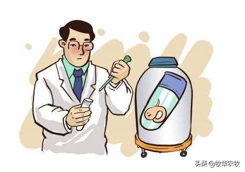 母牛人工授精技巧方法,母牛人工授精的方法