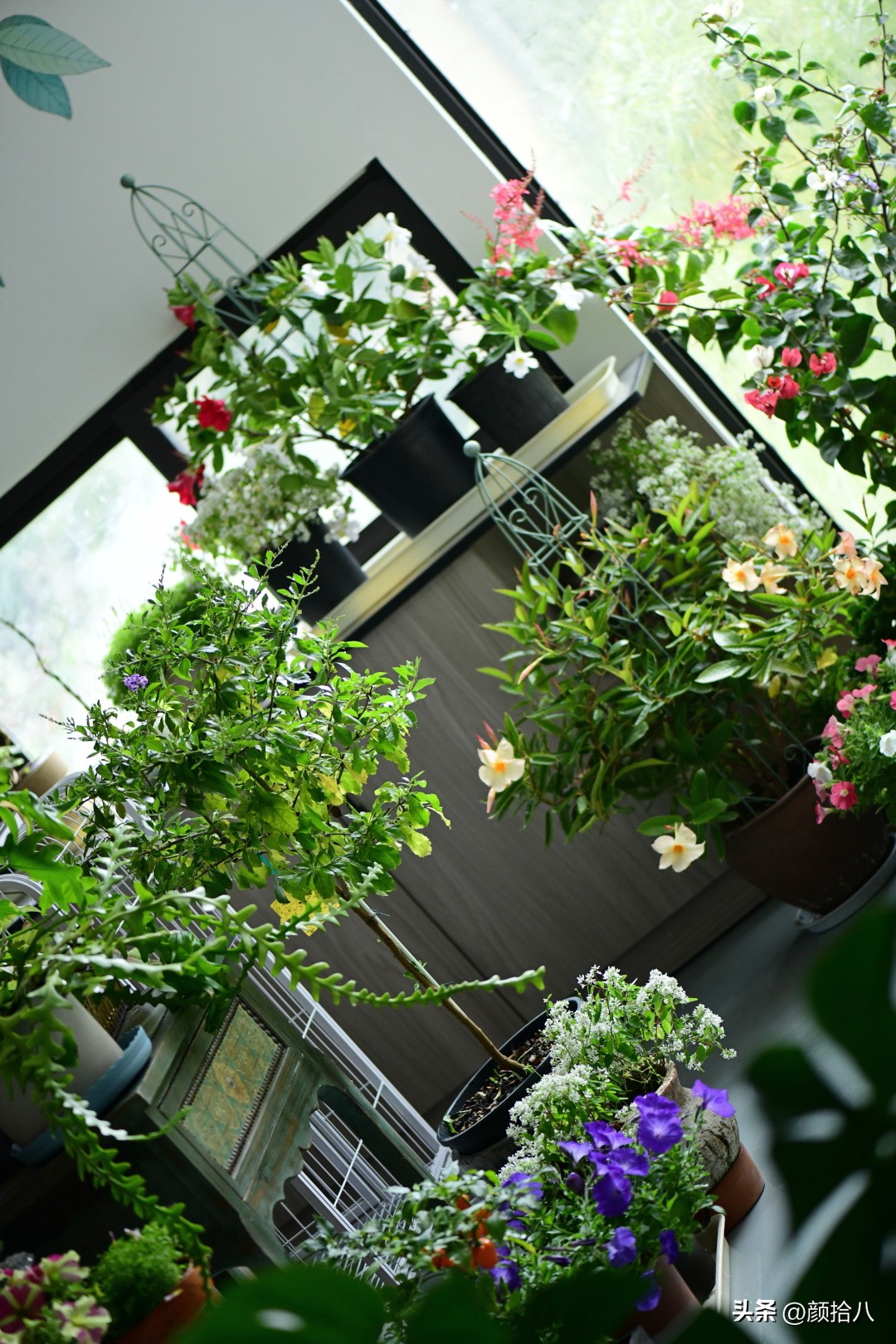 植物冬天屋里冻伤了怎么办,植物冻死了怎么救活