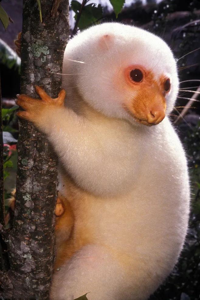 探秘袋鼠生活习性不为人知的一面,袋鼠不为人知的10个有趣冷知识