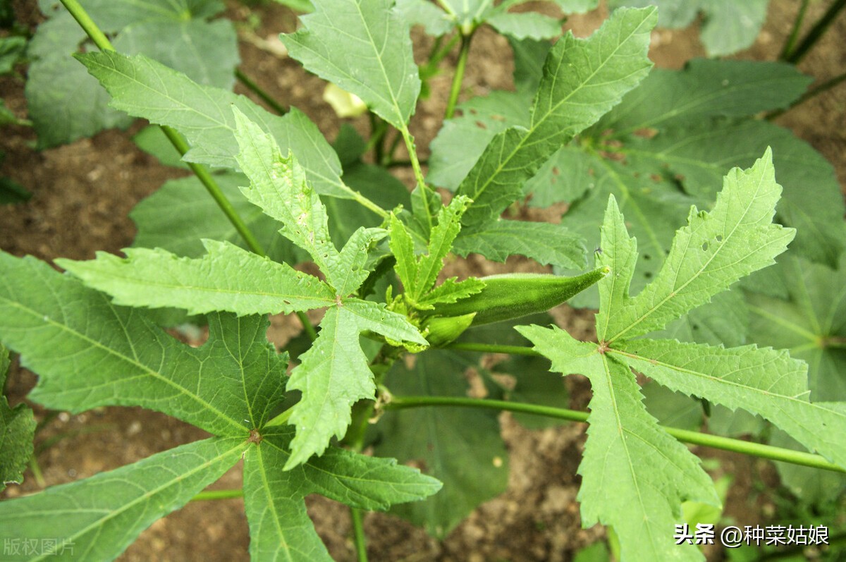 秋葵怎样浇水施肥,移栽秋葵苗后怎么浇水施肥