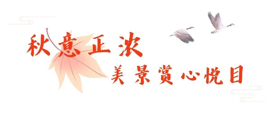 抓住秋天摘苹果,抓住秋天的尾巴赏红叶