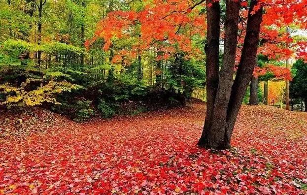 sothat和suchthat的用法区别,sothat和suchthat的用法与区别