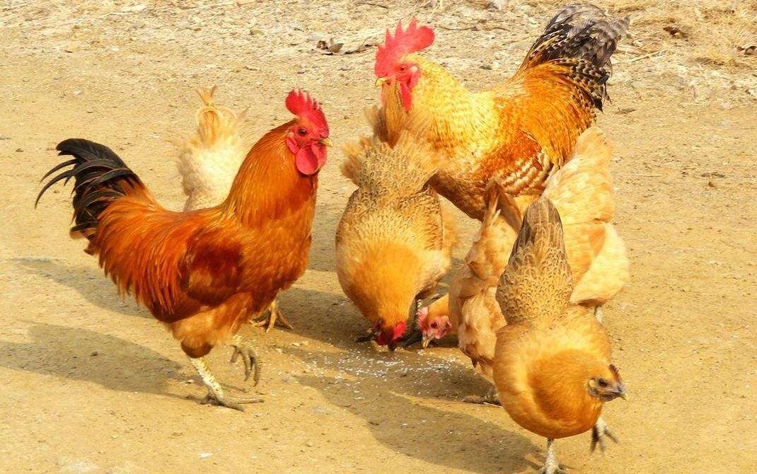 湖南小伙承包5000地只养十只鸡,农民大哥承包500亩土地养了10只鸡