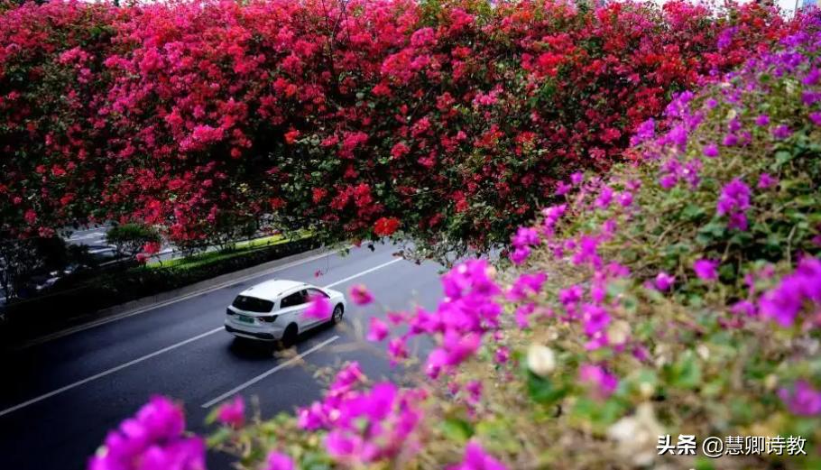 满分作文我的植物朋友三年级,满分作文我的植物朋友300字