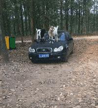 女孩子看起来外表美丽，其实裤袜已经掉到大腿根了！哈哈哈