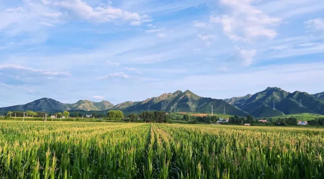 乡村振兴示范村典型案例建设方案,基层党建引领乡村振兴主要案例