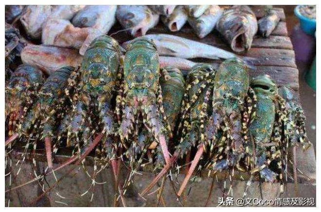 “颠覆”你“认知”的非洲市场，生猛海鲜超便宜