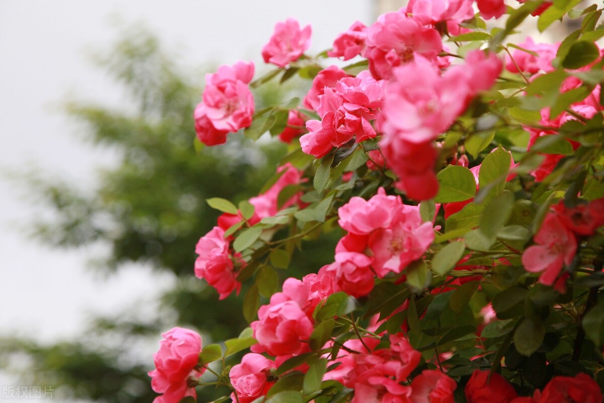 意境最美的古诗词春,50句绝美的春天诗