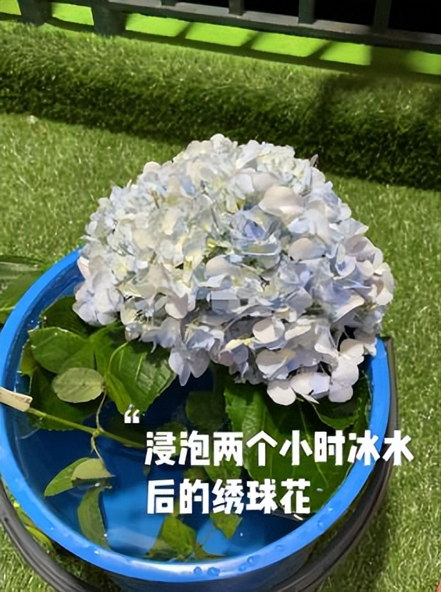 入秋了，又到了网购鲜切花的季节，那么收到快递后如何醒花呢？