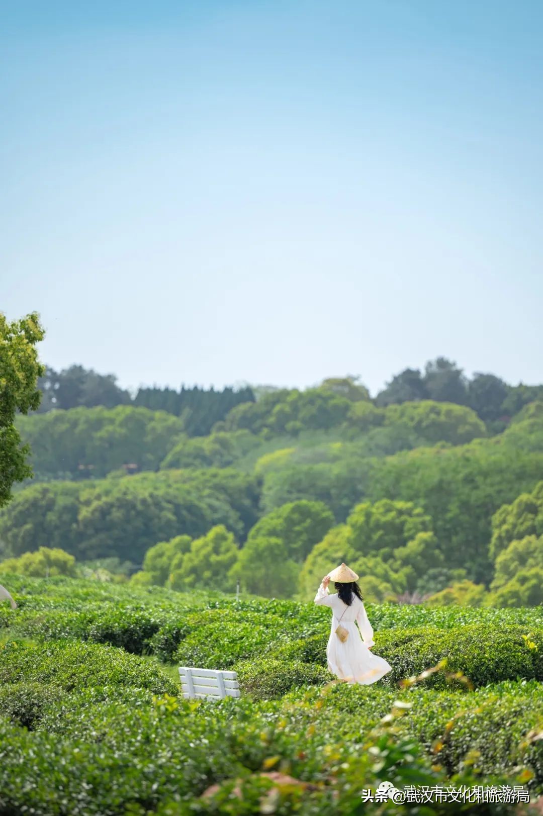 万亩野生古茶园,武汉野生森林